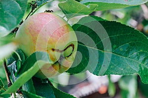 A wormy apple with obvious signs of lesion growing on a branch