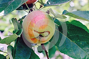 A wormy apple with obvious signs of lesion growing on a branch