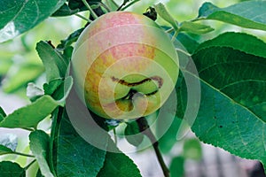 A wormy apple with obvious signs of lesion growing on a branch