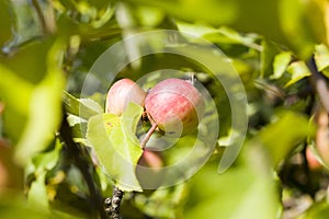 apples with worms, on a tree
