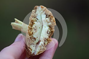 Wormy boletus mushroom. White fungi with worms