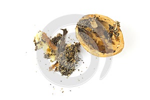 Wormy walnut on white