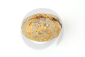 Wormy walnut on white