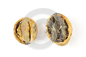 Wormy walnut on white