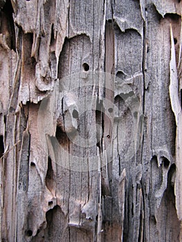 Wormy weathered wood