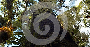 Wormâ€™s-eye view Shot. A large tree of rainforests