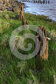 Worn down pilings in grass.