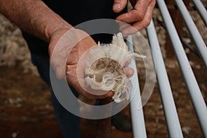 worn experienced hard hands of a long time sheep farmer examining freshly shorn wool in his shearing shed on his farm in rural