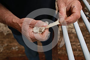 worn experienced hard hands of a long time sheep farmer examining freshly shorn wool in his shearing shed on his farm in rural