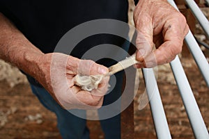 worn experienced hard hands of a long time sheep farmer examining freshly shorn wool in his shearing shed on his farm in rural