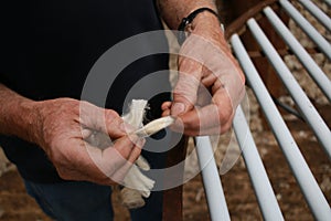 worn experienced hard hands of a long time sheep farmer examining freshly shorn wool in his shearing shed on his farm in rural