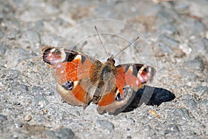 A tatty Peacock butterfly resting on a rocky path photo