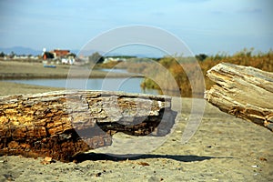 Worn trunks on the beach in the fall season, with houses in the background