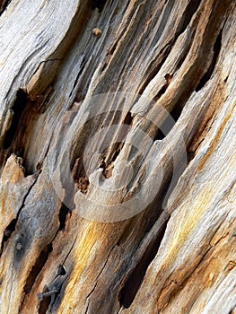 Worn & Weathered Tree