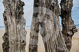 Worn wooden sea wall stakes on the beach at St Malo, Brittany