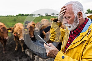 Worried farmer in front of cows on ranch