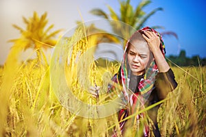 Worried farmer using sickle to harvesting rice in field