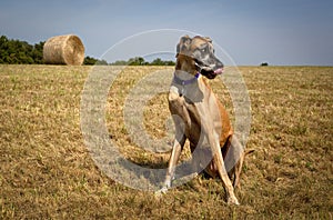 Worried looking great Dane sticking tongue out in hay field