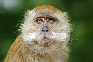 Worried monkey expression