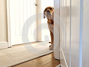 A worried or nervous pet dog hiding behind a doorway