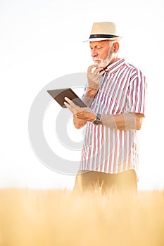 Worried senior agronomist or farmer using a tablet in wheat field