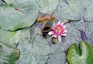 Worry of the lotus