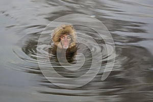 Worry: Wild Snow Monkey in a Whirlpool