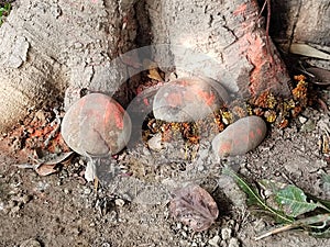 worshipping tree after tying it with holy red thread and taking blessings from it as they take part in century old rituals of