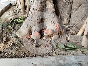 worshipping tree after tying it with holy red thread and taking blessings from it as they take part in century old rituals of