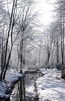 Worsley woods in winter photo