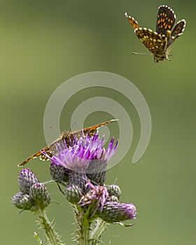 Woudparelmoervlinder, False Heath Fritillary, Melitaea diamina