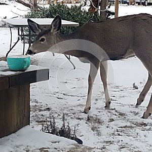 Would you like a spot of tea