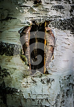 A wound in the bark of a birch tree, made for the extraction of