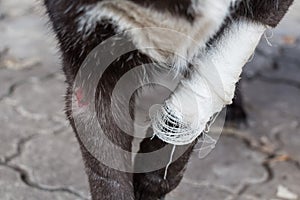 Wound on dog paw