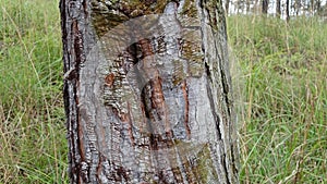 The wound is healing is pine