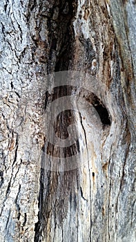 Wound in Oak Tree background texture