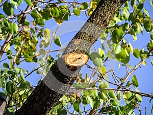 A wound of a trimmed branch on an apricot tree close-up, on a background of green-yellow leaves and blue sky on a sunny autumn day