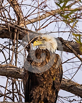 Wounded Bald Eagle looking away