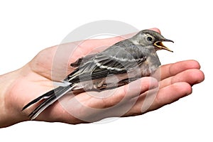 Wounded bird tree pipit in the hands, isolated on white background. Anthus trivialis. swallow