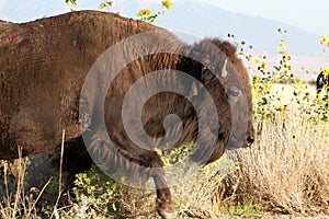 Wounded Bison on Antelope Island