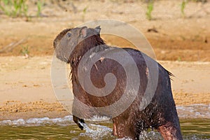 Wounded Capybara Running