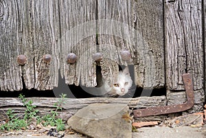 Wounded cat through old wooden door hole