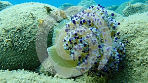 Wounded Cotylorhiza tuberculata, fried egg jellyfish or Mediterranean jelly.