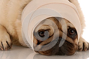 Zranený pes 