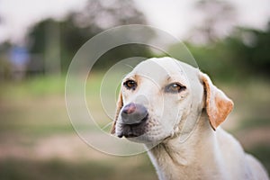 wounded dog sitting on grass