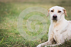 wounded dog sitting on grass