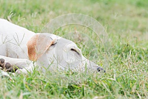 Wounded dog sleeping on green grass