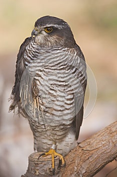 Wounded Eurasian Sparrowhawk