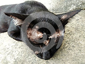 Wounded face of black cat