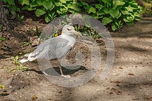 Wounded gull, white bird